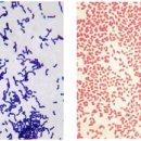 전대동물약국 이미지