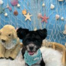 폴짝그루밍 이미지