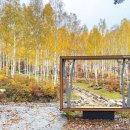 빛-자작나무 이미지