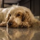 사교농장 이미지