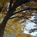 한국화(Ⅱ) | [문화] 2025 생생리뷰단 2기, 박인희 개인전 방문 후기