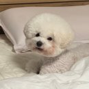 진접애견미용 | [경기 남양주]남양주 진접 애견미용 비숑미용 반려견미용실 추천 '우리강아지'