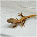 렙플로우
