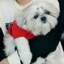 독스앤휴먼 이미지