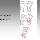 Collateral Ligament Taping 이미지