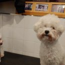 동건스애견카페 이미지