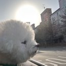 견공작소 이미지