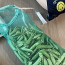 제철음식 완두콩깍지 1kg 구매 후기 / 냉동 꿀tip / 완두콩밥 1년치 준비 완료!