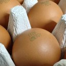 지안축사 | 유정란 난각1번 계란 양계장청년에서 키운 유정란 구매 후기