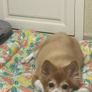 탑비디오 이미지