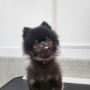 멍멍나래 이미지