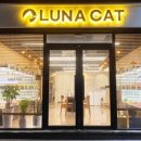 대전고양이분양 루나캣 이미지
