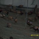 염농장 Daum카페