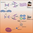 Mitochondrial dynamics in health and disease: 2023년 Nature reveiw 이미지