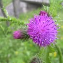 엉겅퀴(Milk Thistle) 의 효능 이미지