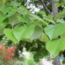 (주)나무 이미지