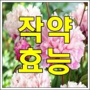 작약의 효능 이미지