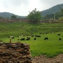 종은목장 이미지