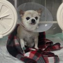 황강생태공원 B-09 | 강아지별로 떠난 '대저'의 투병일기