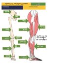 다리(관절 뼈 근육) 명칭 알아보기 이미지