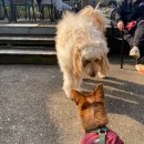 엄마와딸 행복식탁 | 강아지 동반 제주도 한달살기 독채 숙소 예약_리브애니웨어 제주 서귀포 성산 신양리큰집