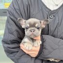 성북구강아지분양 프렌치불독분양 프렌치불독무료분양 프렌치불독책임분양 이미지