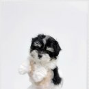 오독안심분양센터 강아지분양 고양이분양 광주점 이미지