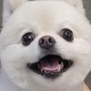 딜라잇펫 이미지