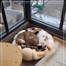 청주고양이입양지원센터 애니멀공화국 이미지