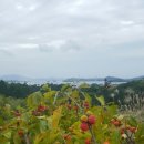 황금언덕 이미지