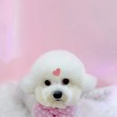 블링블링하개 이미지