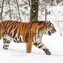 옛고구려 이미지