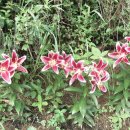 선희농장 이미지