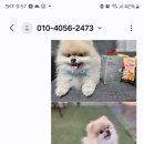 더맛있개 이미지