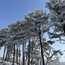 파머킴스