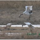 처음, 철원 이미지