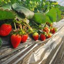 좋은영농조합법인 이미지