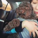 헬퍼독 애견펜션 이미지