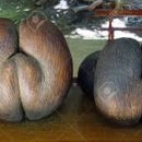 코코(coco)비어