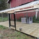 크러쉬 푸들 이미지