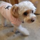 망고 애견 이미지