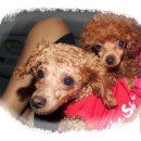 대백애견 이미지