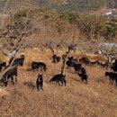 대한동물병원(출장전문) 이미지