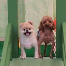 이츠펫(청당점) 이미지