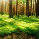 자연햇살 - 50488 | 자연햇살