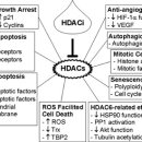 Re: Histone deacetylase inhibitors: molecular mechanisms of action 이미지