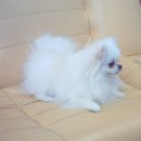 화이트포메라니안 이미지
