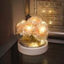 화이트코튼 이미지