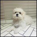 강아지 미용 이미지