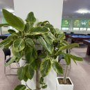 리치당구클럽 | 거제 일운면 지세포 새로 오픈한 리치당구클럽 방문 후기